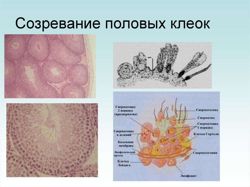 Половое созревание презентация 8 класс