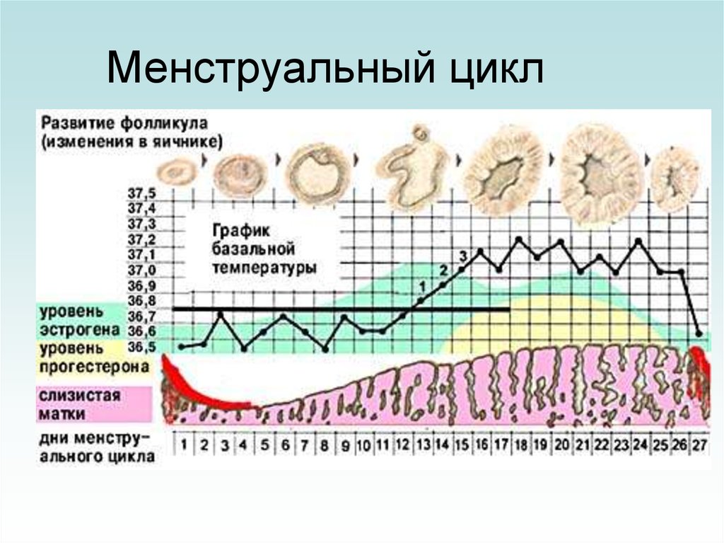 Менструальный цикл