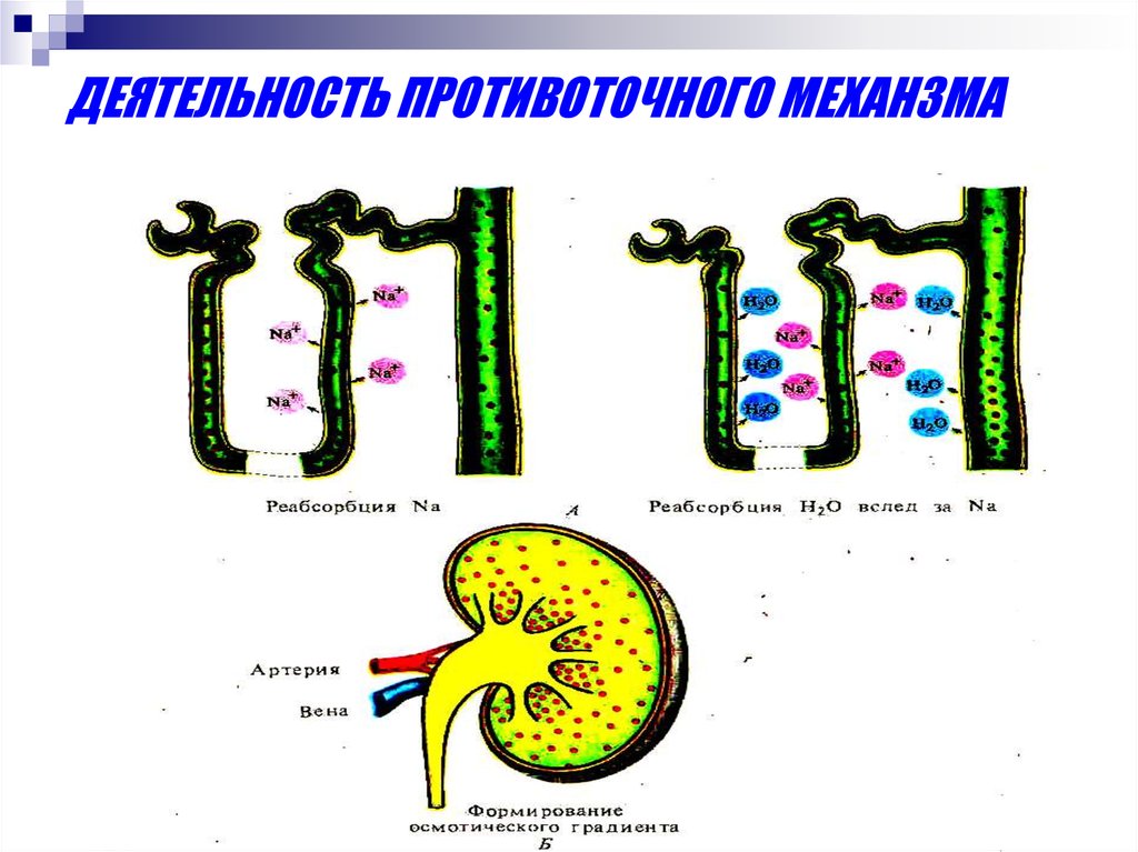 Презентация выделительная система пименов