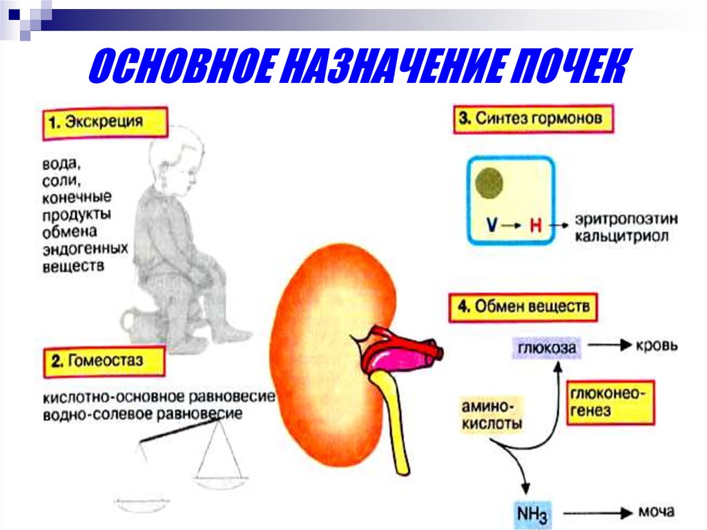 Физиология выделения презентация