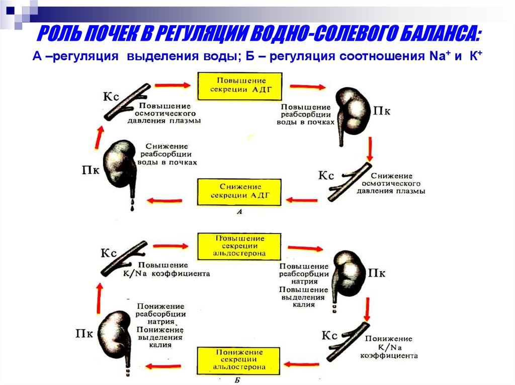 В регуляции водно солевого баланса участвует