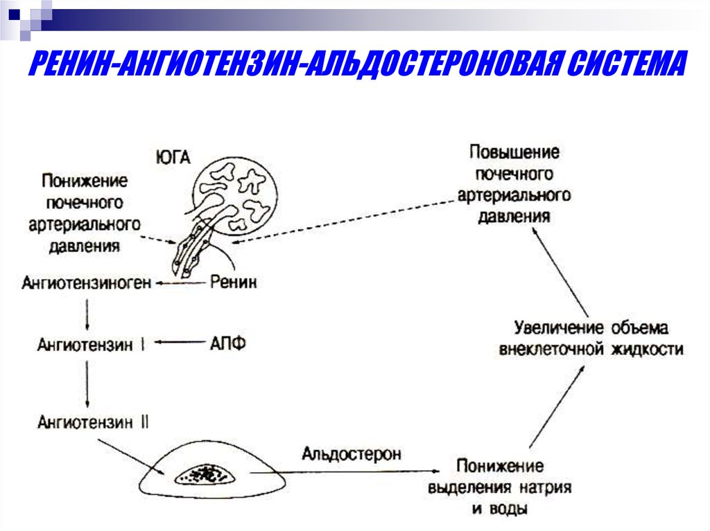 Ренин ангиотензин альдостероновая система презентация