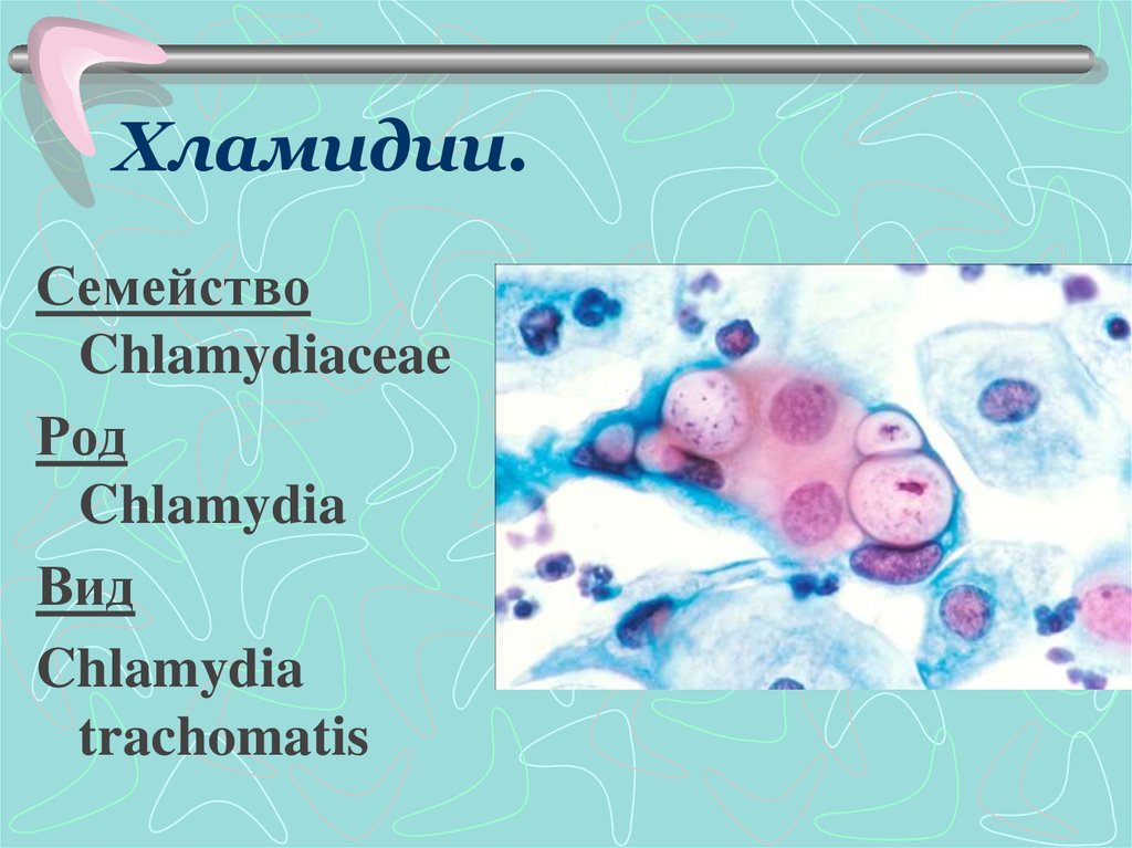 Chlamydia trachomatis. Хламидии (семейство Chlamydiaceae) микоплазма. Хламидии семейство род вид. Хламидия трахоматис морфология.