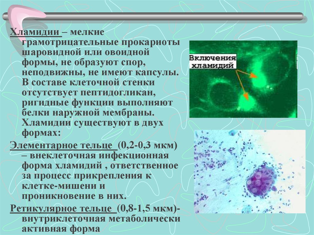 Хламидия 5. Риккетсии хламидии микоплазмы. «Патогенные риккетсии, хламидии, микоплазмы».. Микоплазма пневмония микроскопия. Хламидии классификация бактерий.