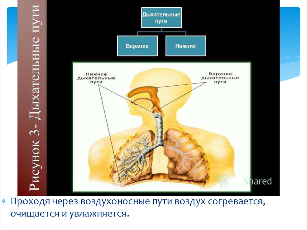 Верхние и нижние дыхательные пути. Граница между верхними и нижними дыхательными путями. Пути доставки в верхней дыхательные пути. Лёгкие Верхние или нижние. Грибы зомби если попадут в дыхательные пути человека.