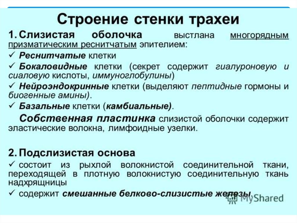 Стенки трахеи. Строение стенки трахеи. Строение стенки трахеи анатомия. Структура стенки трахеи. Особенности строения стенки трахеи:.