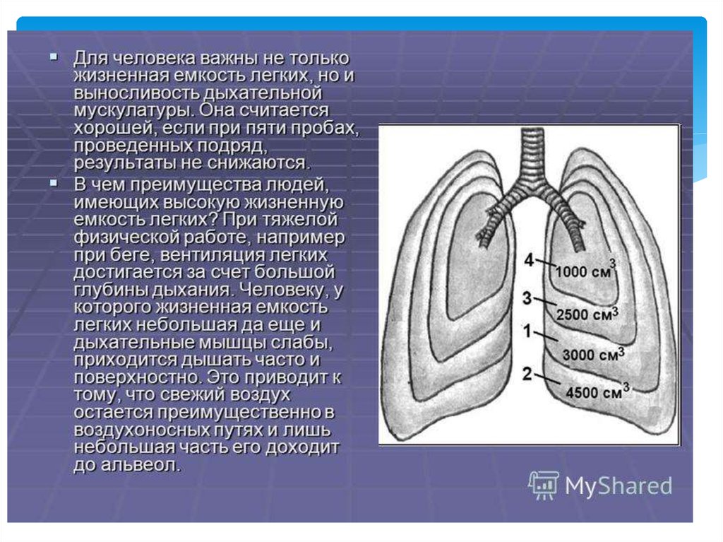 Дыхание с помощью легких впервые появляется у. Механизм дыхания жизненная ёмкость лёгких. Механизм дыхания жизненная емкость легких 8 класс. Функциональные возможности дыхательной системы. Функциональный объем легких.