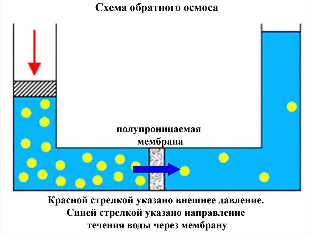 Направление течения воды рыбы определяют. Полупроницаемая мембрана схема. Схема мембраны осмоса. Осмос через полупроницаемую мембрану.