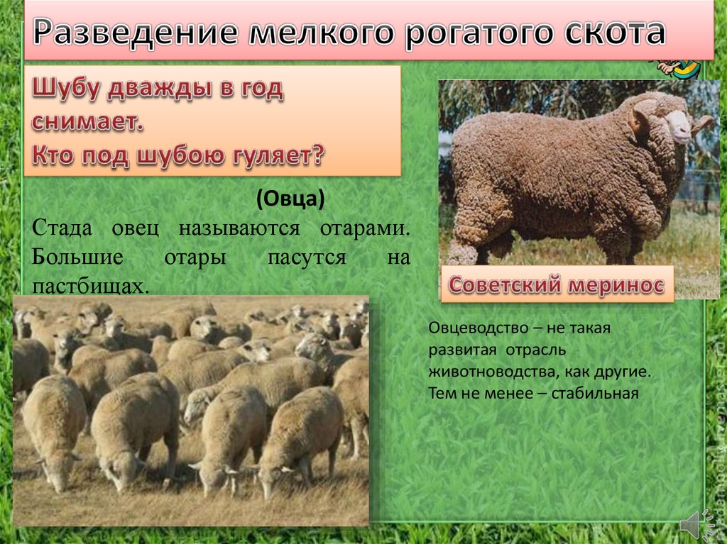 Стада овец называются отарами. Большие отары пасутся на пастбищах.