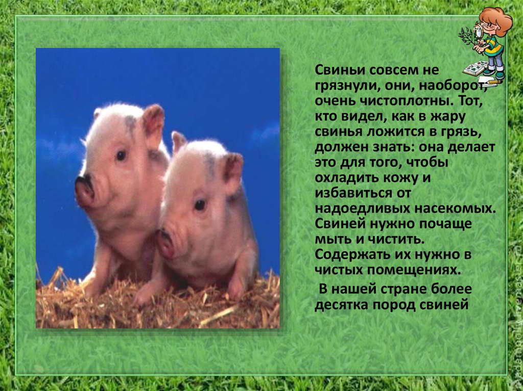 Свинья окружающий мир 3 класс. Рассказ о свинье. Сообщение о свинье. Свинья для презентации. Краткое сообщение про свинью.