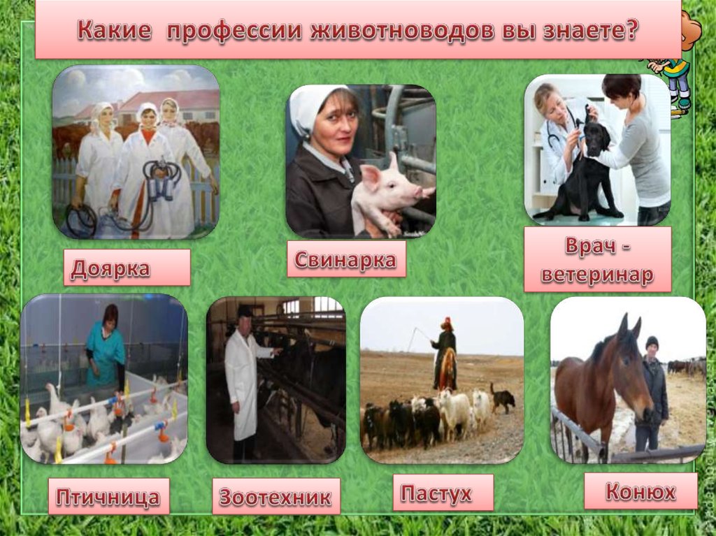 Какие профессии животноводов вы знаете?