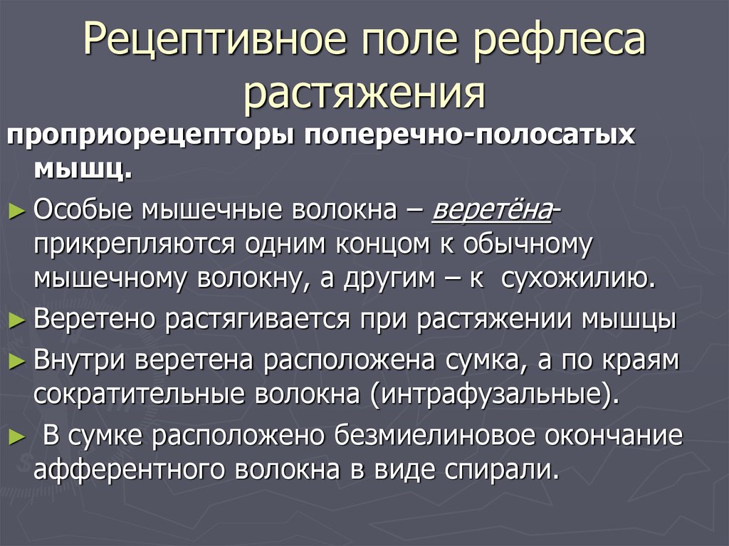 Рецептивное поле. Рецептивное поле мышечного волокна. Рецептивные поля спинного мозга. Рецептивная.