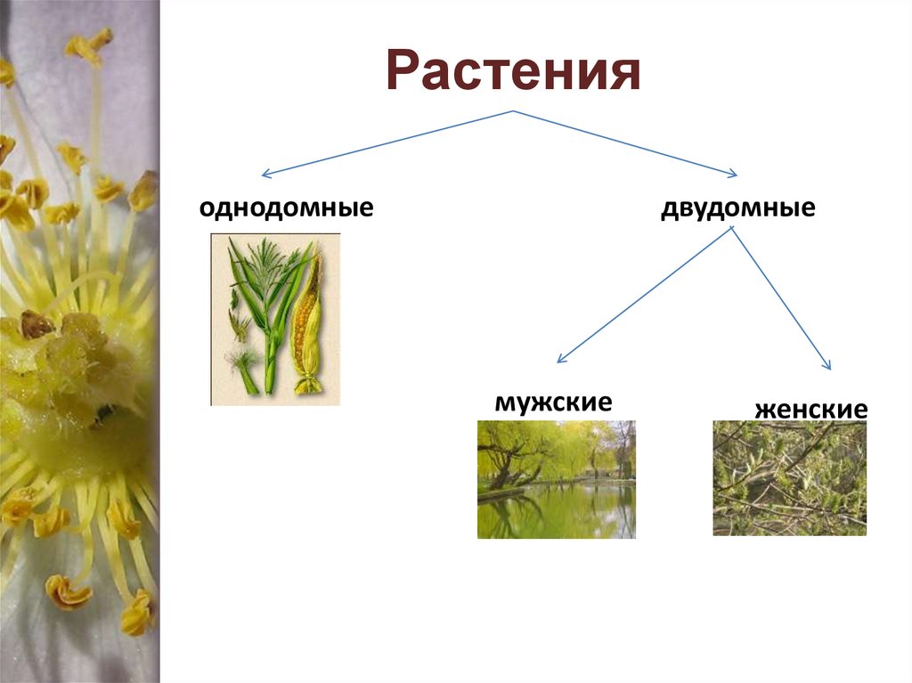 Двудомные растения. Однодомные и двудомные растения. Однодомные растения и двудомные растения. Однодомные и двудомные цветки. Цветок однодомные и двудомные растения.