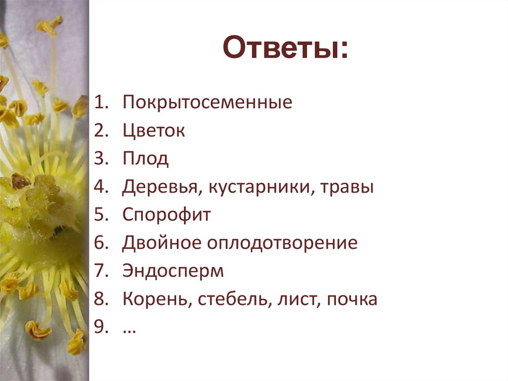 Три цветка в ответ. Кроссворд на тему Покрытосеменные растения. Кроссворд на тему Покрытосеменные. Загадки по теме Покрытосеменные растения. Кроссворд по биологии на тему Покрытосеменные.