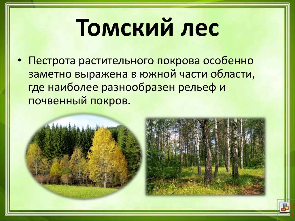 Проект томская область. Растительный мир Томской области. Разнообразие природы Томской области. Томская область Лесная растительность. Разнообразие природы родного края Томская область.