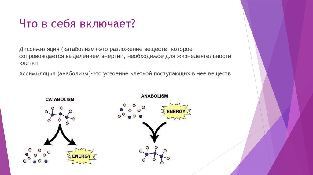 Что в себя включает?
