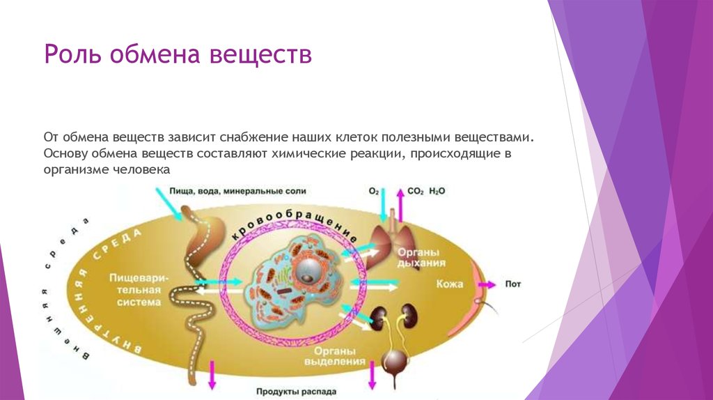 Обмен веществ картинки