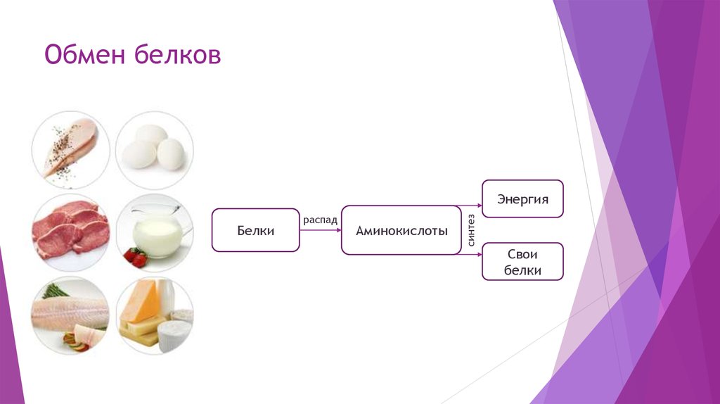 Обмен белков презентация