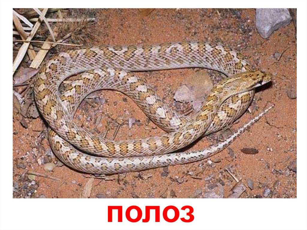 Как выглядит полоз змея фото в волгограде