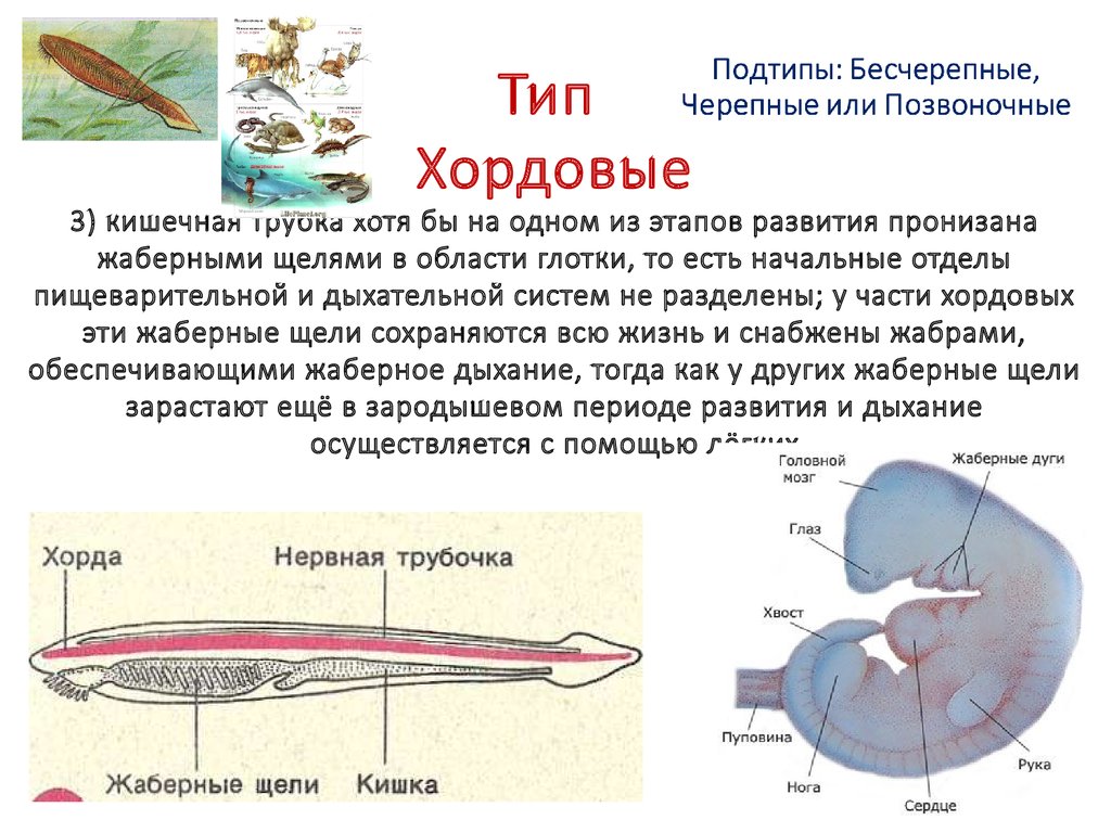 Вторичная полость тела замкнутая кровеносная система