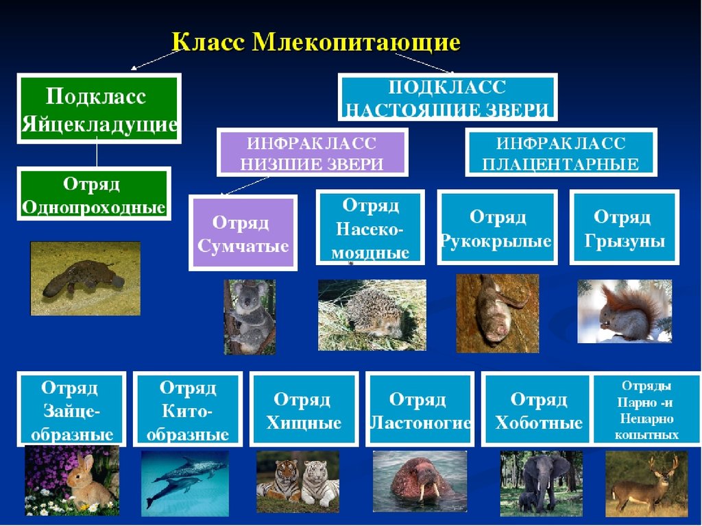Уровни организации млекопитающих. Классификация плацентарных млекопитающих. Основные отряды класса млекопитающих. Отряды млекопитающих схема. Класс млекопитающие систематика.