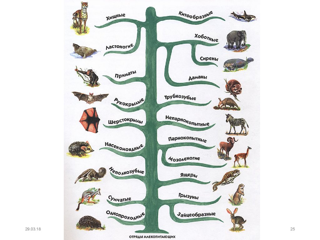 Схема класс млекопитающих по биологии 7 класс