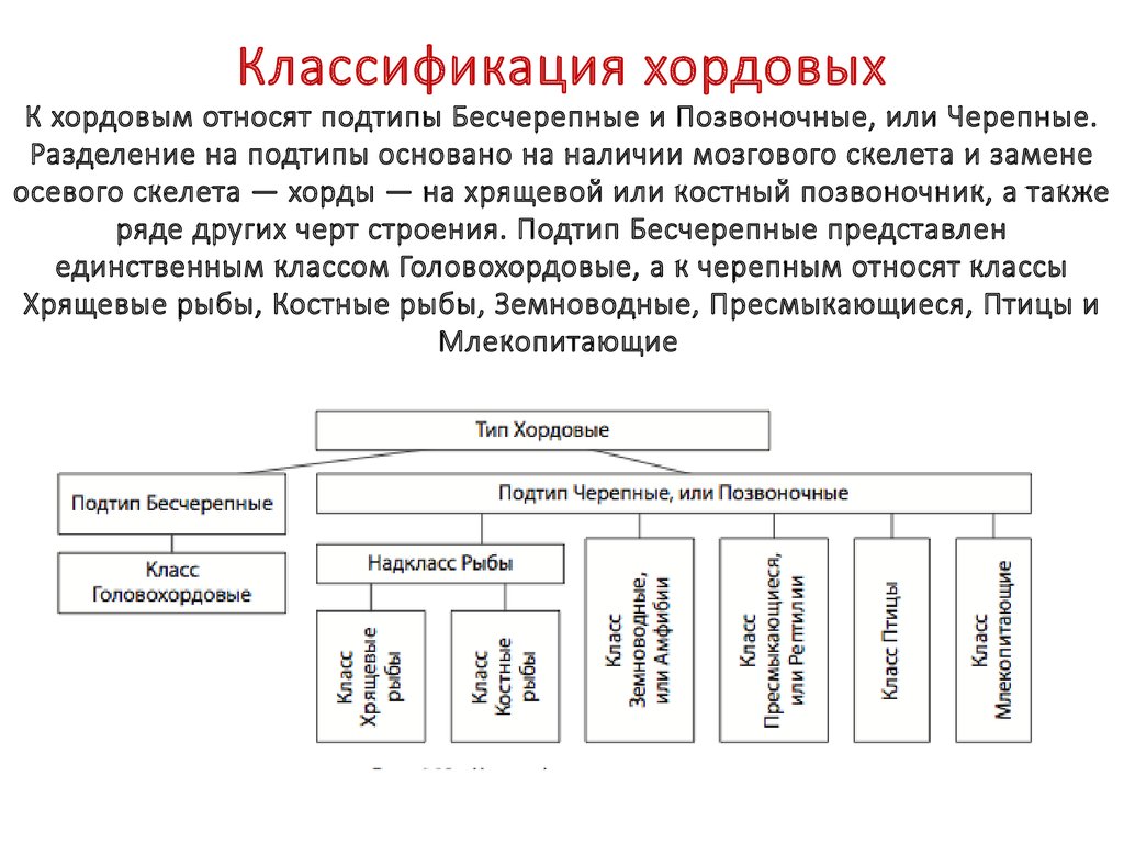 Какие классы относятся к типу хордовые