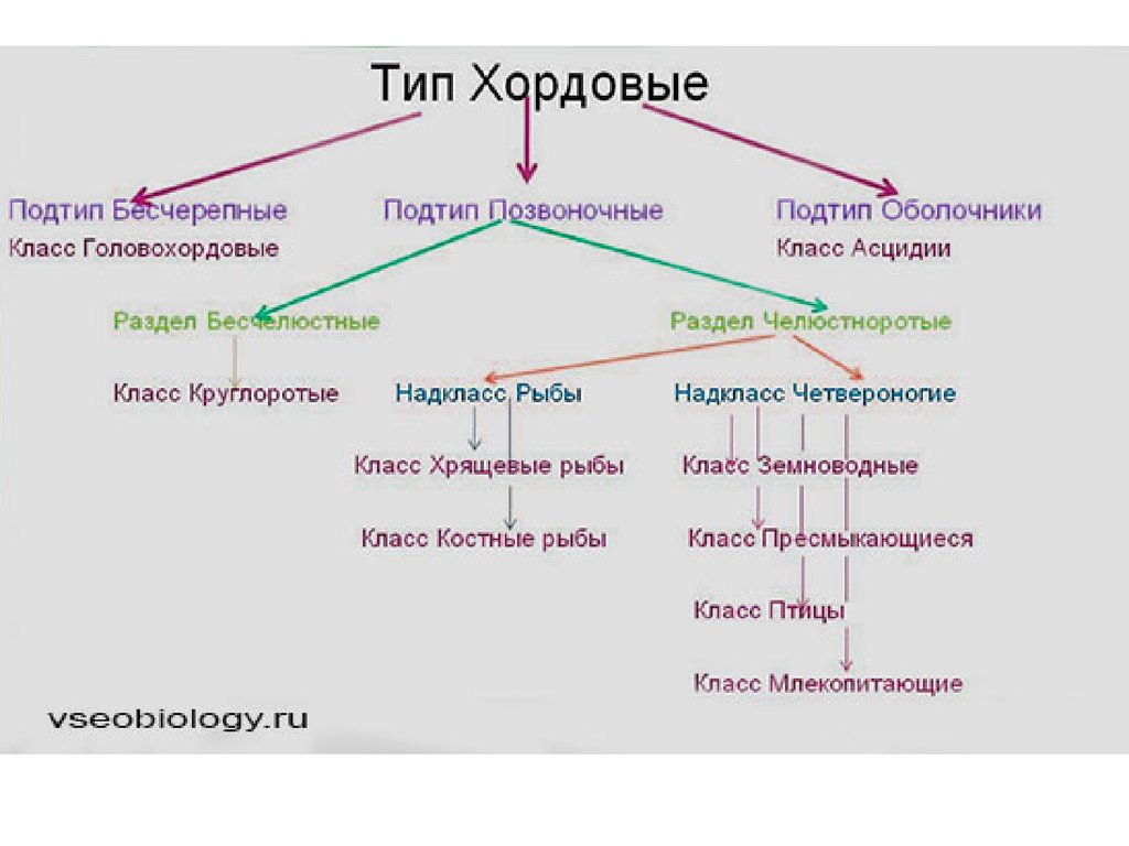 Классы позвоночных. Хордовые классификация схема. Систематика типа Хордовые. Общая характеристика хордовых и позвоночных. Общая характеристика хордовых 7 класс биология таблица.