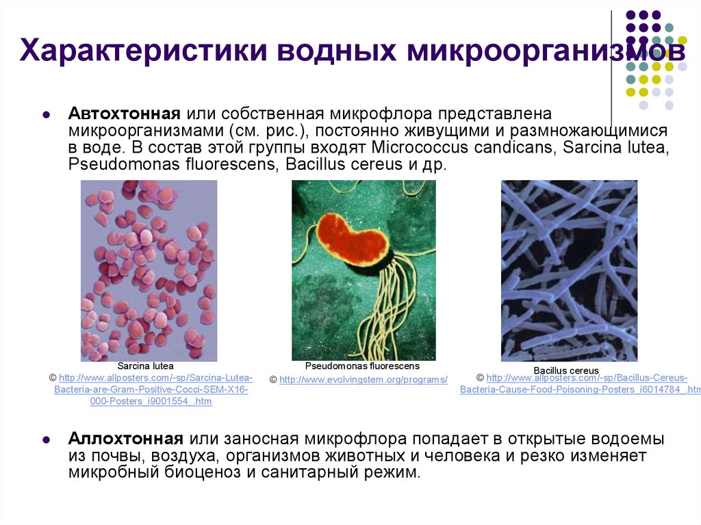 Вода в составе микроорганизмов