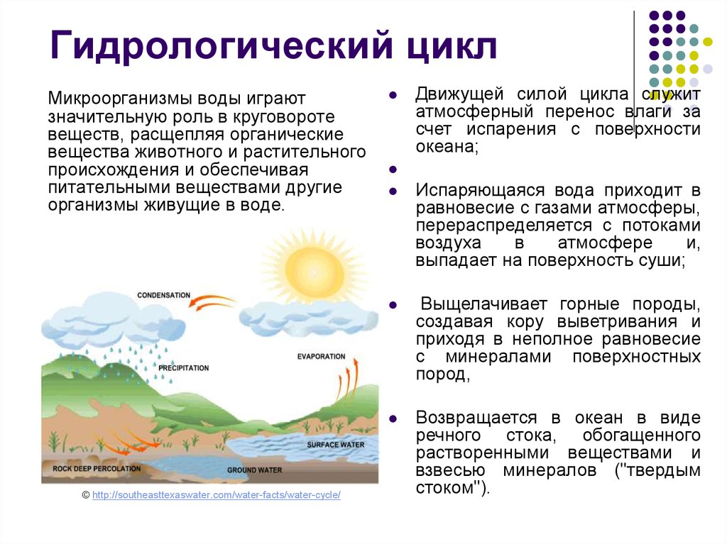 Роль бактерий в воде. Гидрологический цикл. Гидрологический цикл воды. Гидрологический цикл круговорота воды. Роль круговорота воды.