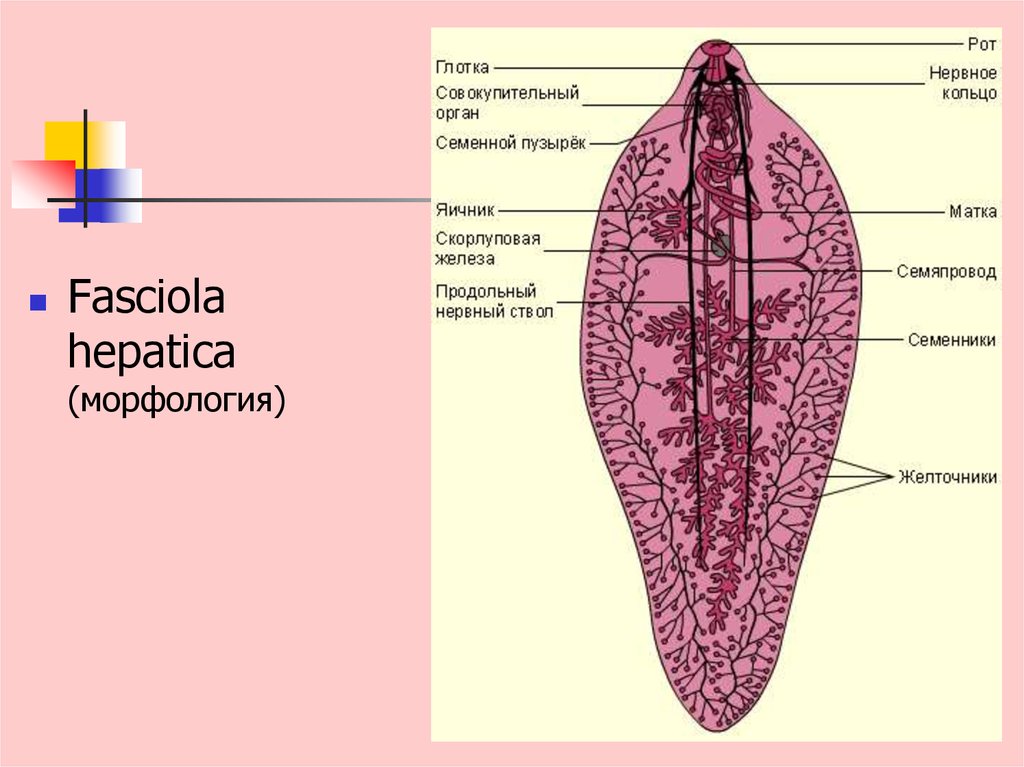 Нервная система пищеварительная система. Пищеварительная система печеночной двуустки. Строение пищеварительной системы печеночного сосальщика. Печёночная двуустка системы органов. Печеночный сосальщик строение пищеварительной.
