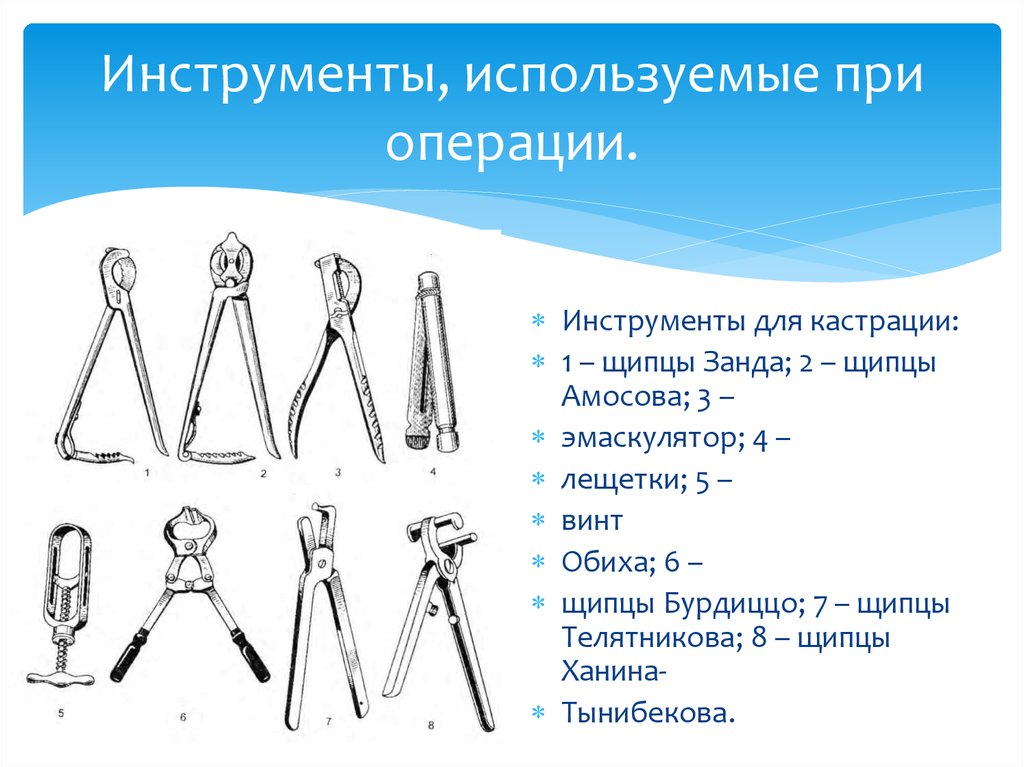 Презентация кастрация быков