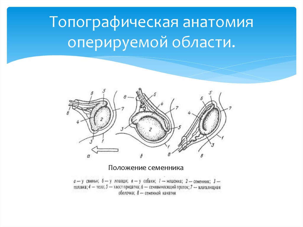 Презентация кастрация сельскохозяйственных животных