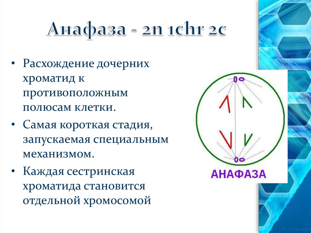 Расхождение центриолей к полюсам клетки фаза. Анафаза 2. Анафаза расхождение хроматид к полюсам клетки. Жизненный цикл клетки анафаза. Дочерние хроматиды расходятся к противоположным полюсам клетки.