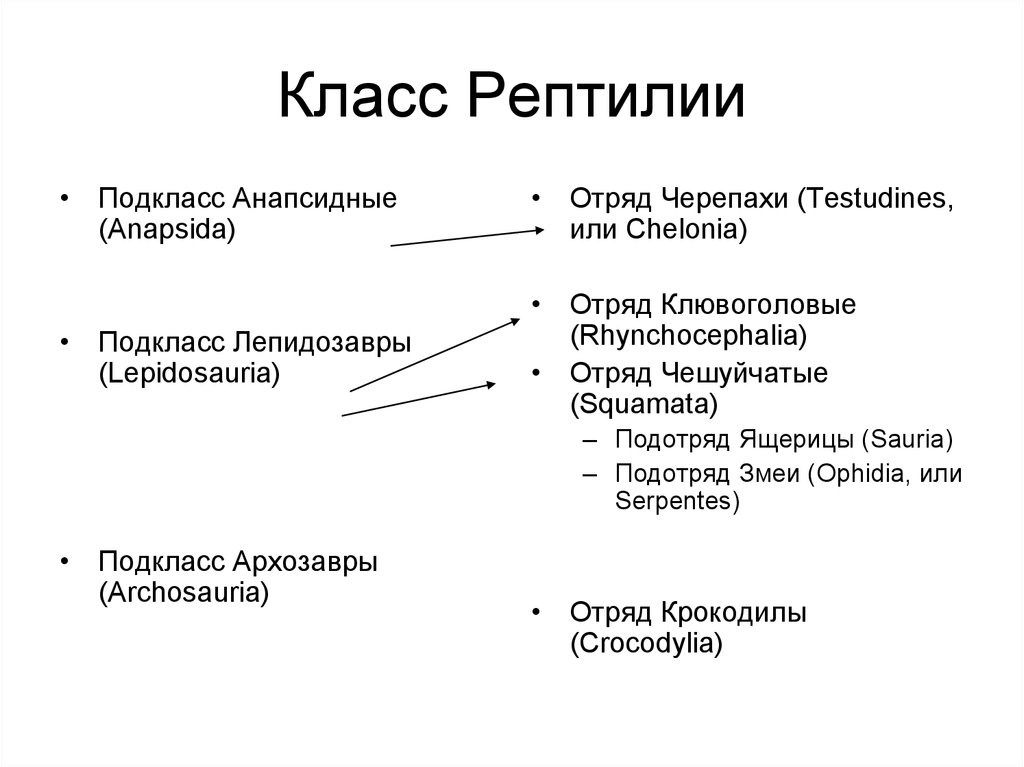 Классификация пресмыкающихся схема. Систематика рептилий таблица. Классификация рептилий 7 класс. Класс пресмыкающиеся подклассы. Класс пресмыкающиеся классификация.