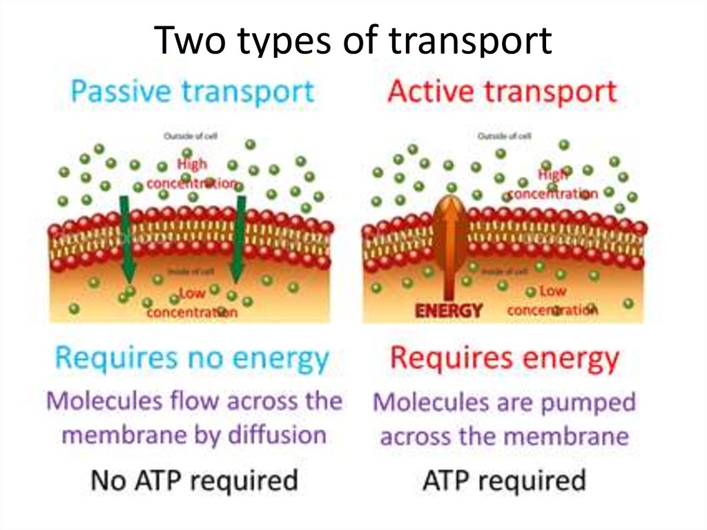 Passive Transport Online Presentation