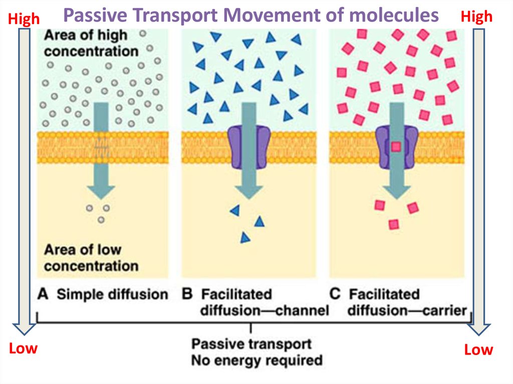 Types Of Passive Transport