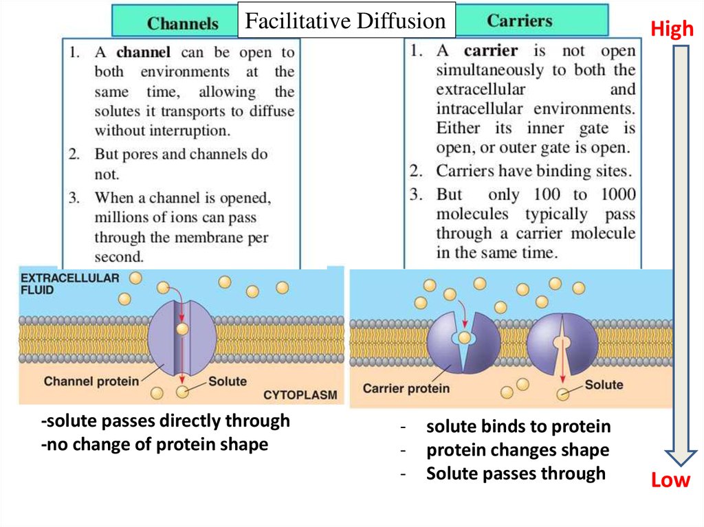 passive-transport-online-presentation