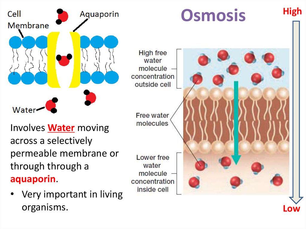 Passive Transport 