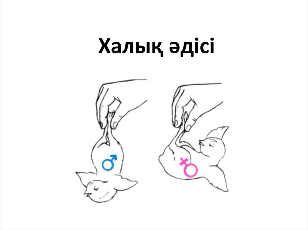 Халық әдісі