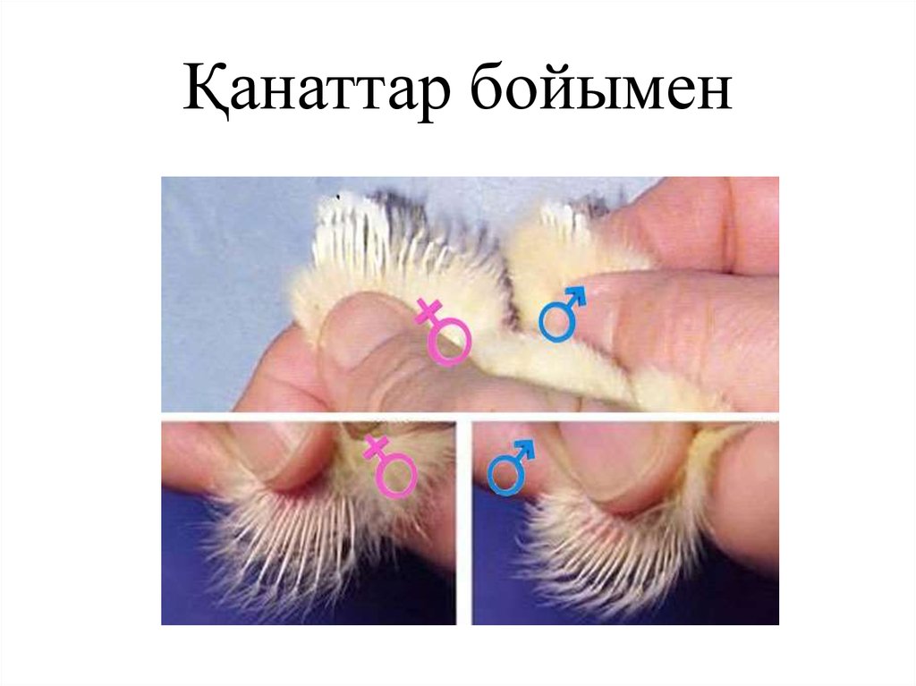 Қанаттар бойымен