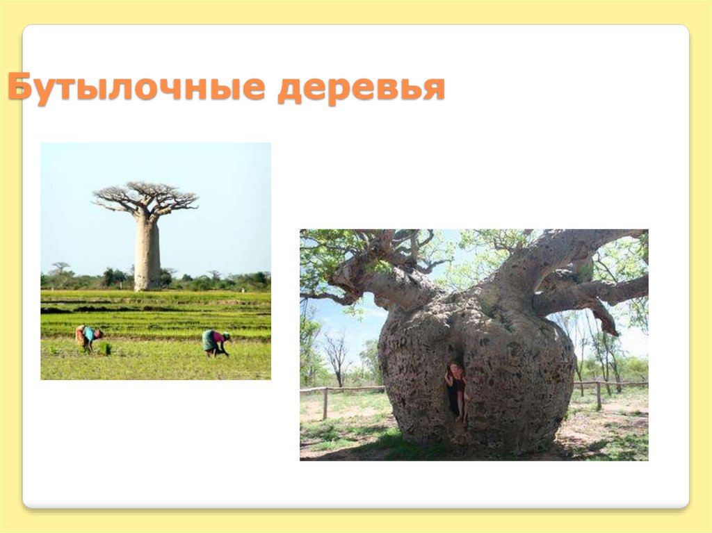 Бутылочные деревья