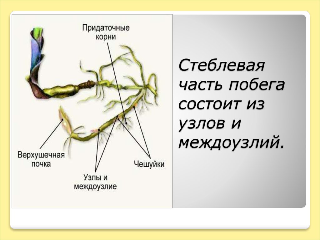Стеблевая часть побега состоит из узлов и междоузлий.