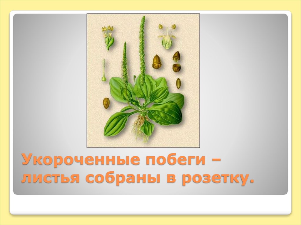 Укороченные побеги – листья собраны в розетку.