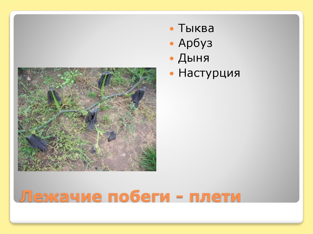 Лежачие побеги - плети