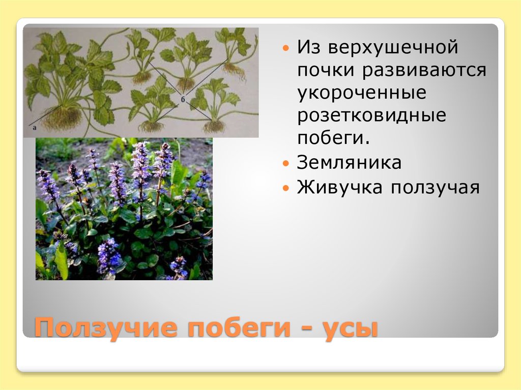 Ползучие побеги - усы