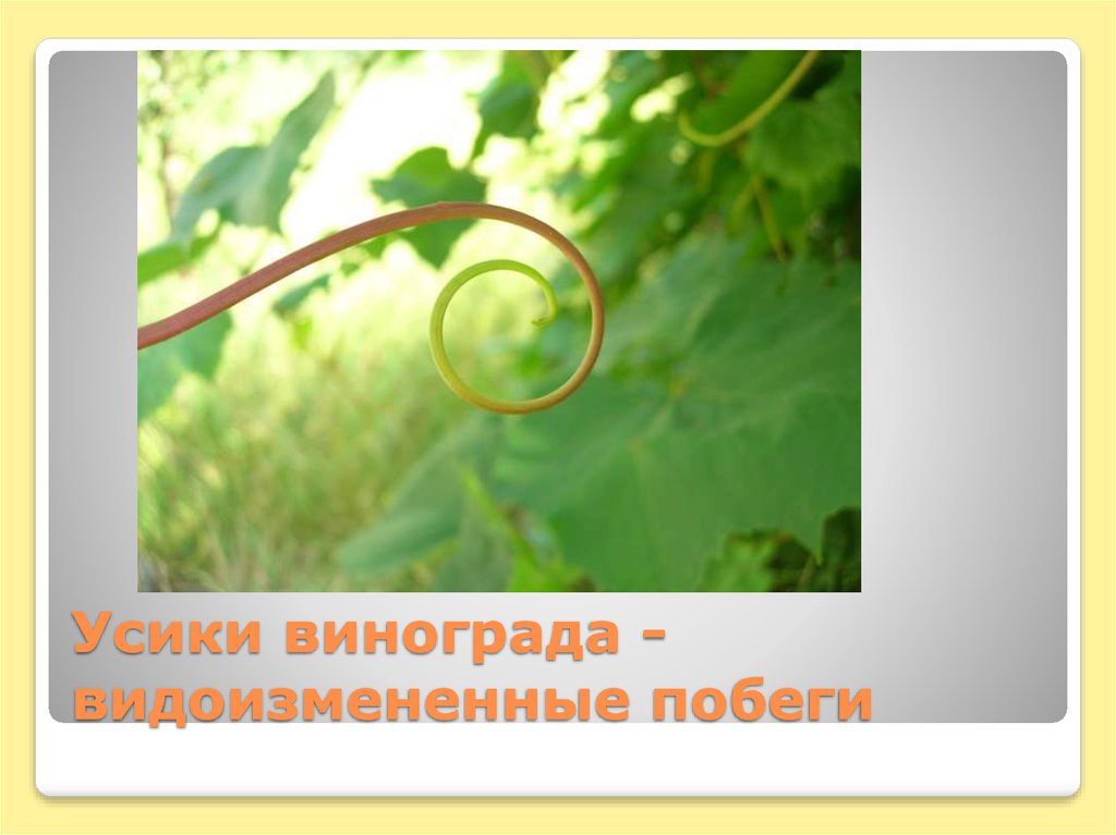 Усики винограда -видоизмененные побеги