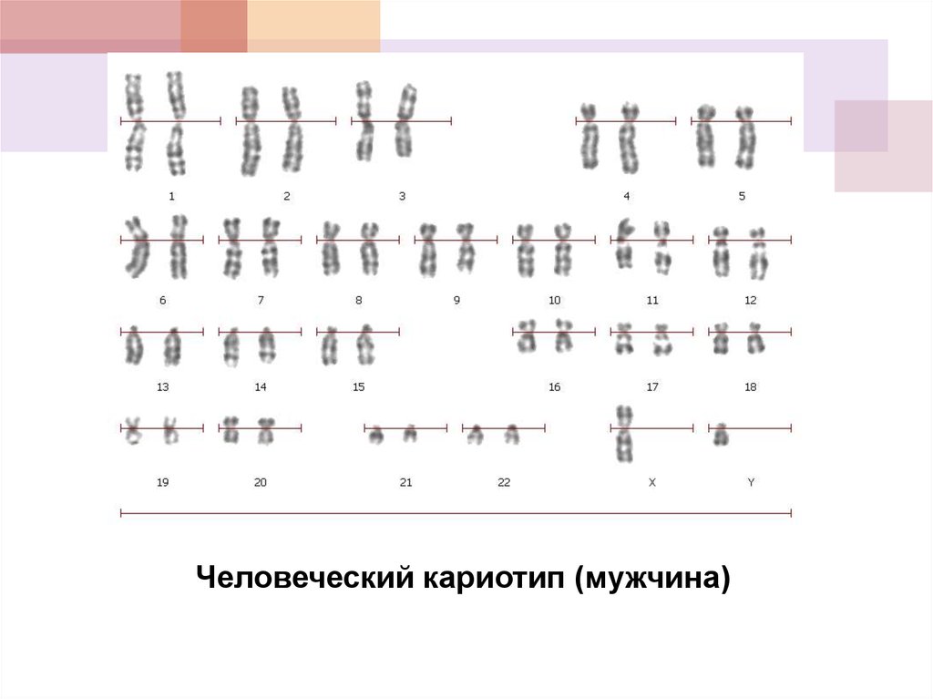 Кариотип эритроцит