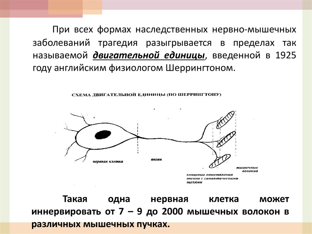 Проба нервной системы