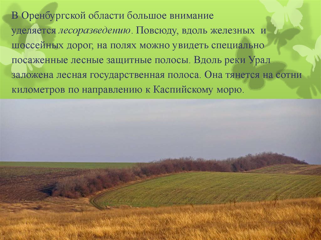 Оренбургская область 4 класс. Растительный мир Оренбургской области. Растительность Оренбургской области. Растительный мир Оренбургского края. Проект растения Оренбуржья.